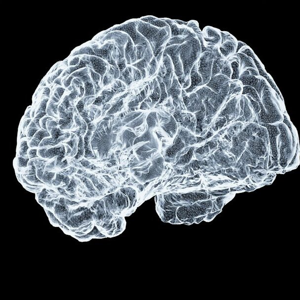 Neuroscienze — immagine di apertura Immagine anatomica del cervello per articolo sulle connessioni tra cuore e cervello